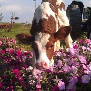 “⭐️” = price isn’t negotiable